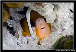 Another clownfish for me this time       FujiS5 pro/105 V... by Yves Antoniazzo 